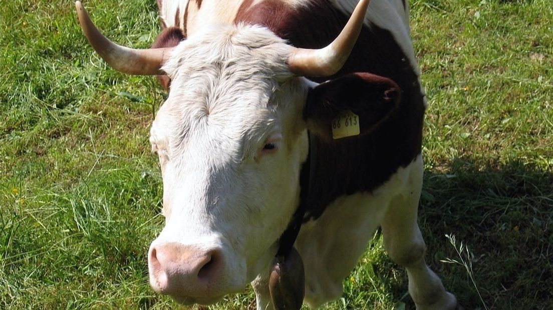 Verdubbeling Zeeuwse biologische koeien