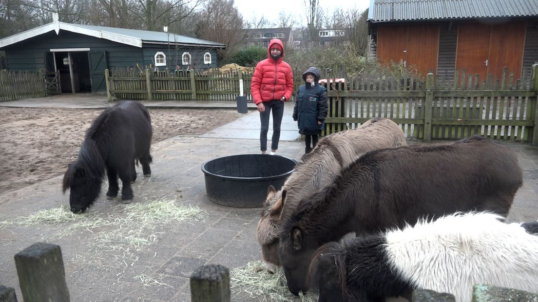 Destiny (9) wil niet dat de paarden plaats moeten maken voor een school