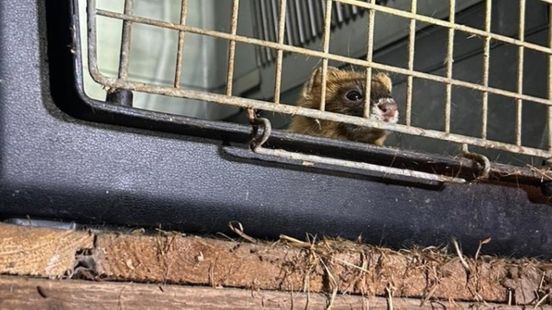 Exotische en beschermde dieren gevonden in woning Beekdaelen: bewoner aangehouden. Home