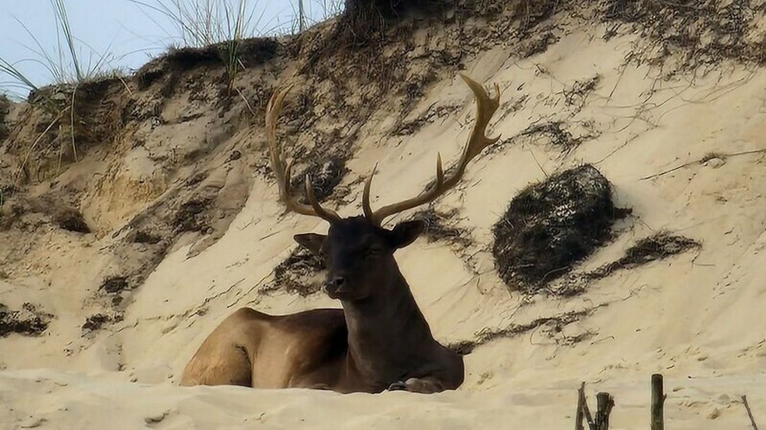 Hert in de duinen