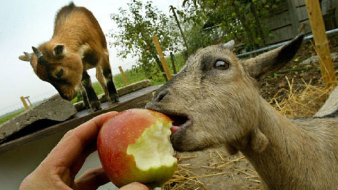 Werelddierendag ook in kerken