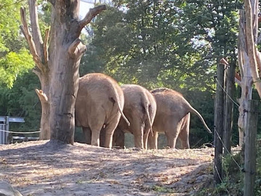 Olifanten in Diergaarde Blijdorp