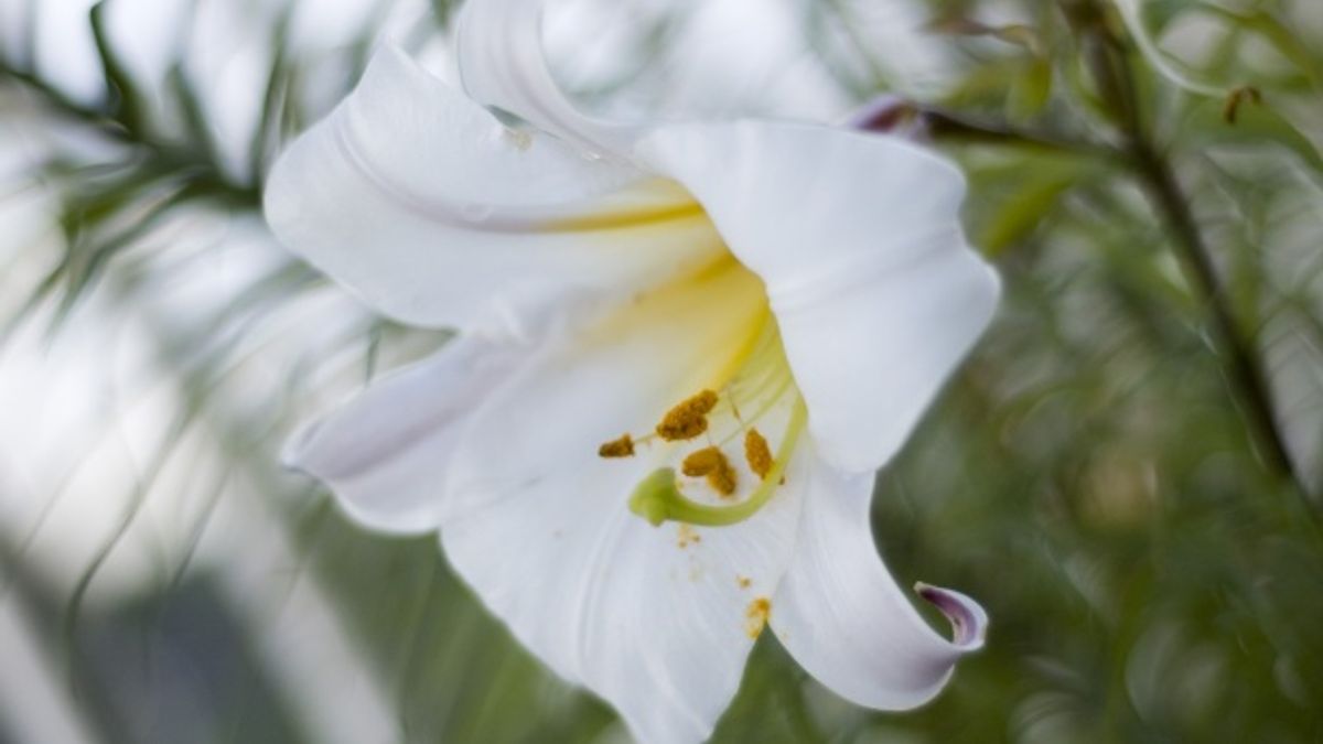 GroenLinks Tynaarlo bezorgd over lelieteelt