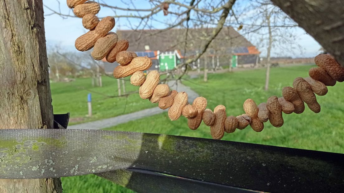 In Rouveen willen ze een pindaslinger van een kilometer maken