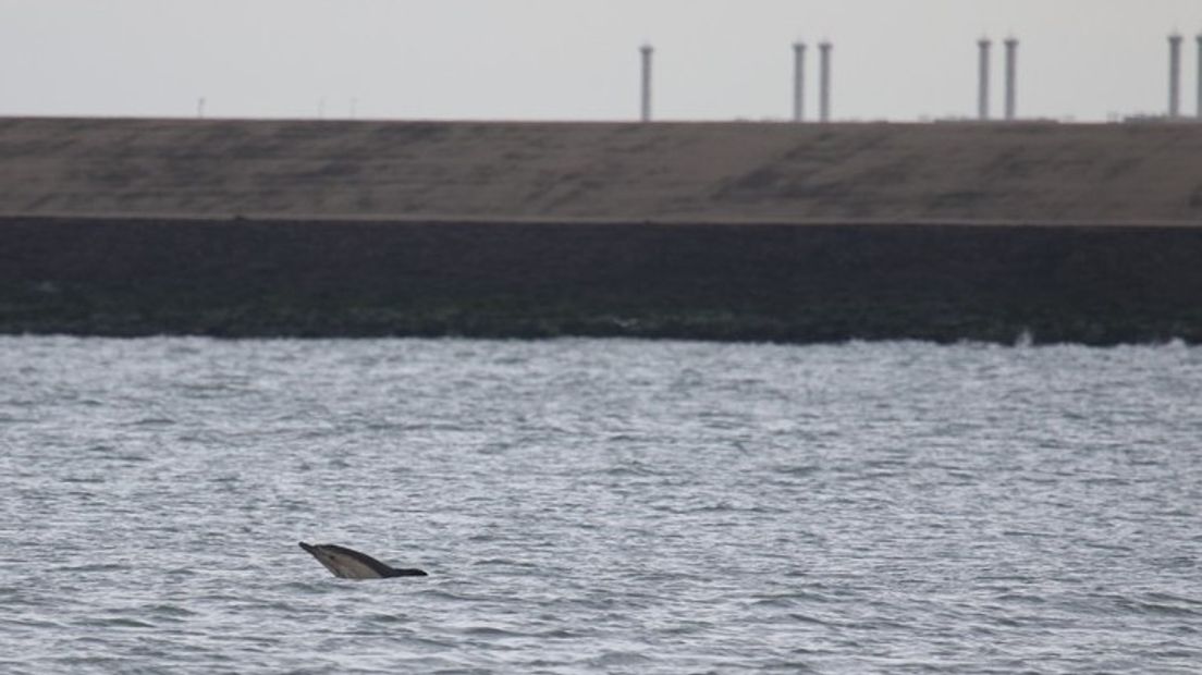 Meerdere dolfijnen werden gisteren gezien bij de Oosterscheldekering