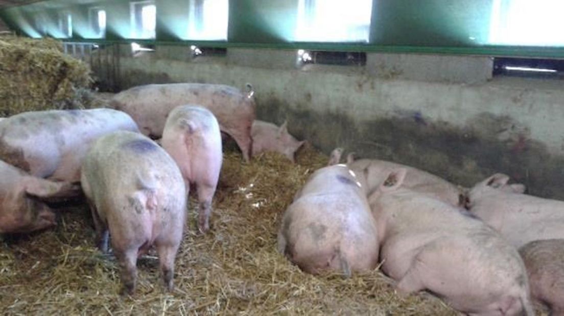 Opluchting bij varkensboeren groot