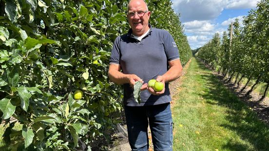 Appeloogst valt tegen, maar niet voor fruitteler uit Rossum: 'Schade valt mee' Home