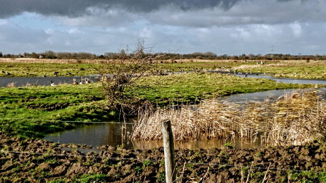 Ganzen in de polder