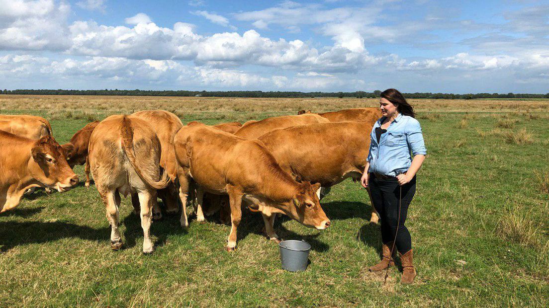 Elvira van Maanen met haar Limousin koeien in Nieuw Balinge (RTV Drenthe/Annelies Hemeltjen)