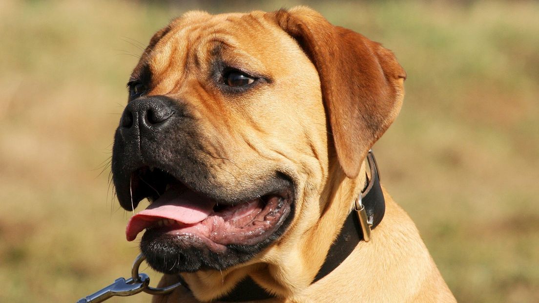 Bullmastiff