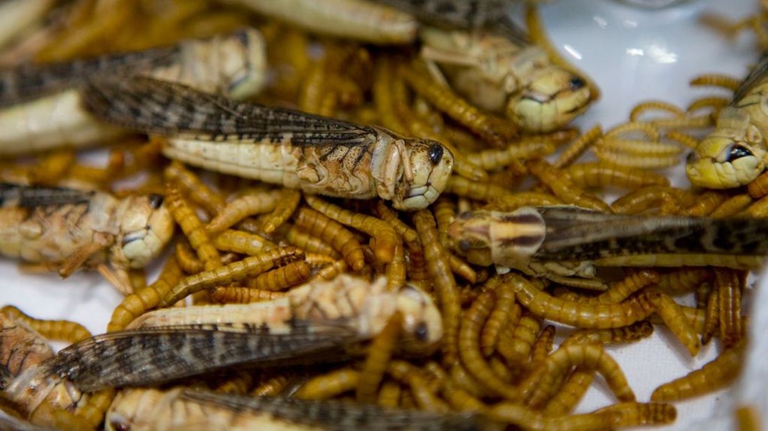 Gefrituurde meelwormen en sprinkhanen