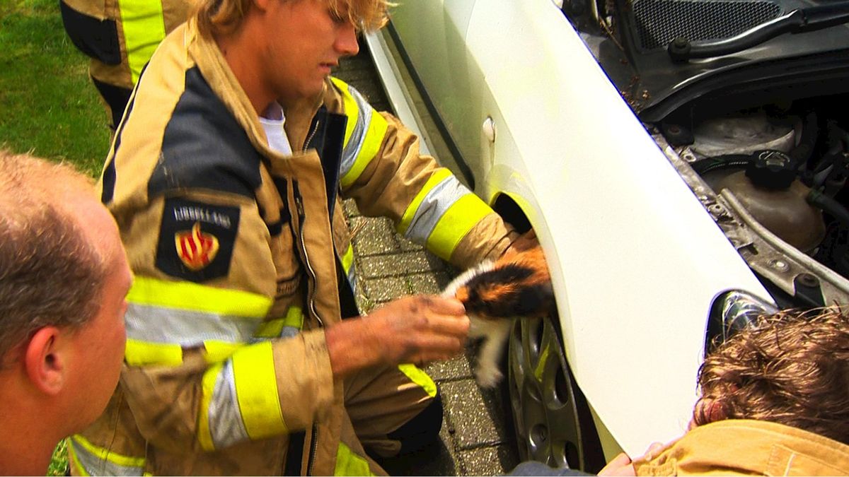 Poesje door brandweer in Punthorst bevrijd uit wielkast van auto