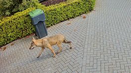 Wolf loopt door tuin in Winschoten: 'Hier moet je niet heel raar van opkijken'
