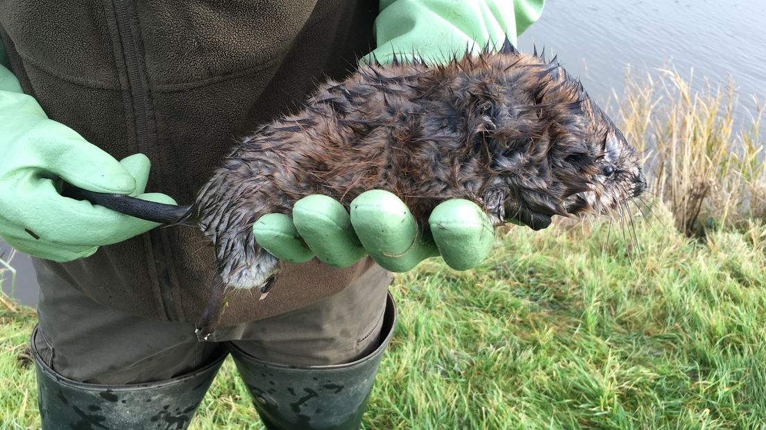 Extra rattenvangers moeten de muskusrat uitroeien in ons land