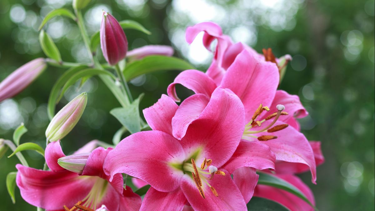 Ook in hoger beroep geeft rechter bewoners gelijk: verbod op gebruik bestrijdingsmiddel lelieteelt