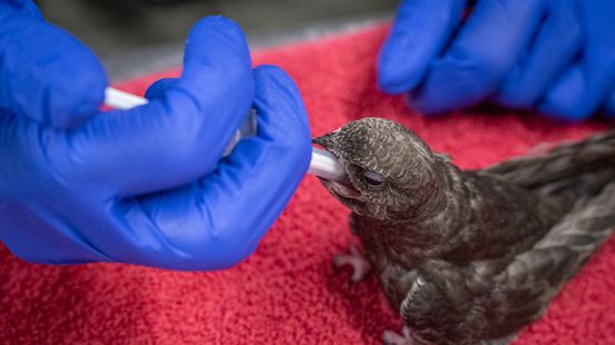 Drukte bij Utrechtse Vogelopvang: 'Het is schrikbarend' Home