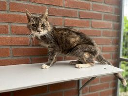 Dierenambulance vindt stokoude kat van 22 (!) jaar: 'Op zoek naar haar baasje'