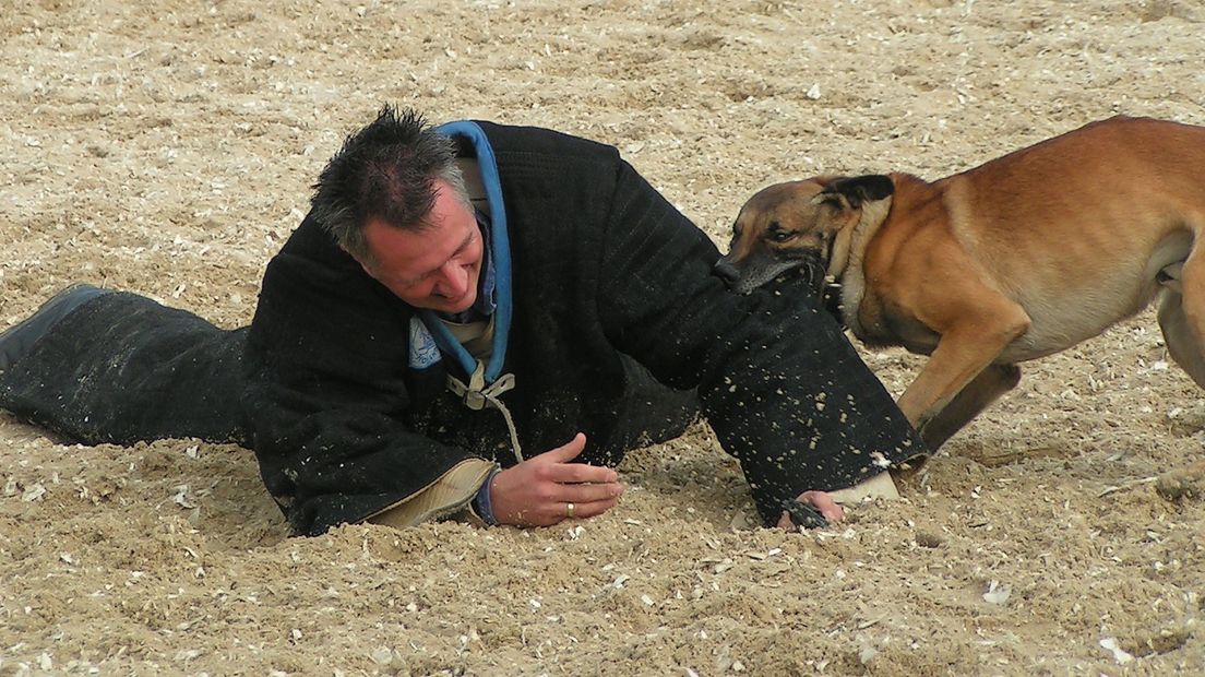 Politiehond in actie tijdens een training