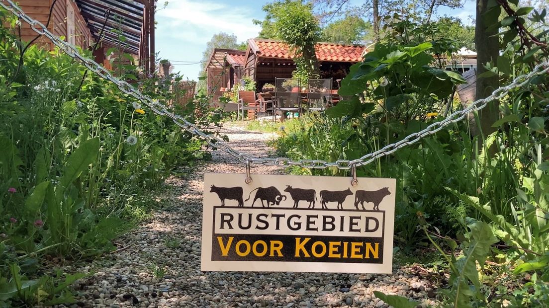 Het gebied waar het Kampeerbosje ligt is een stiltegebied. Of, zoals de eigenaren zelf grappend zeggen, een rustgebied voor koeien.