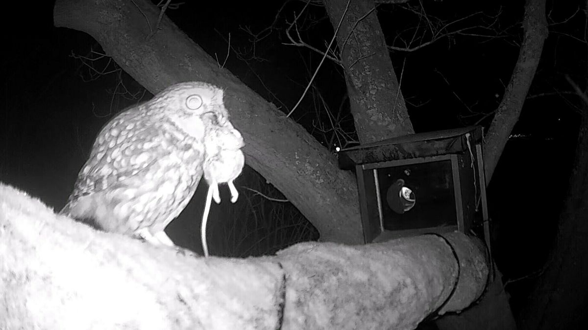 Wildcam: steenuil kent geen angst en neemt muis mee