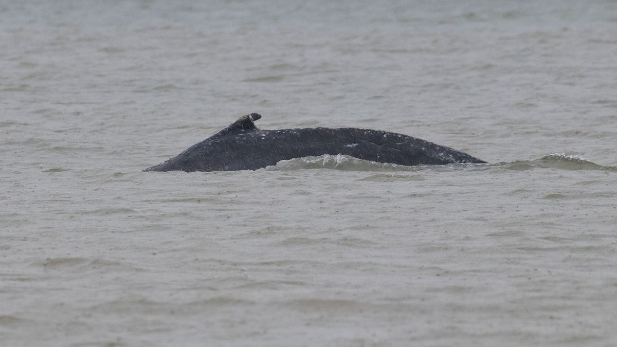 Zeeuwse bultrug duikt op in Westerschelde, 'hij lijkt magerder te worden'