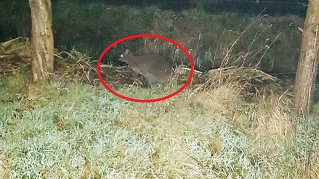 De ontsnapte wallaby in Culemborg.