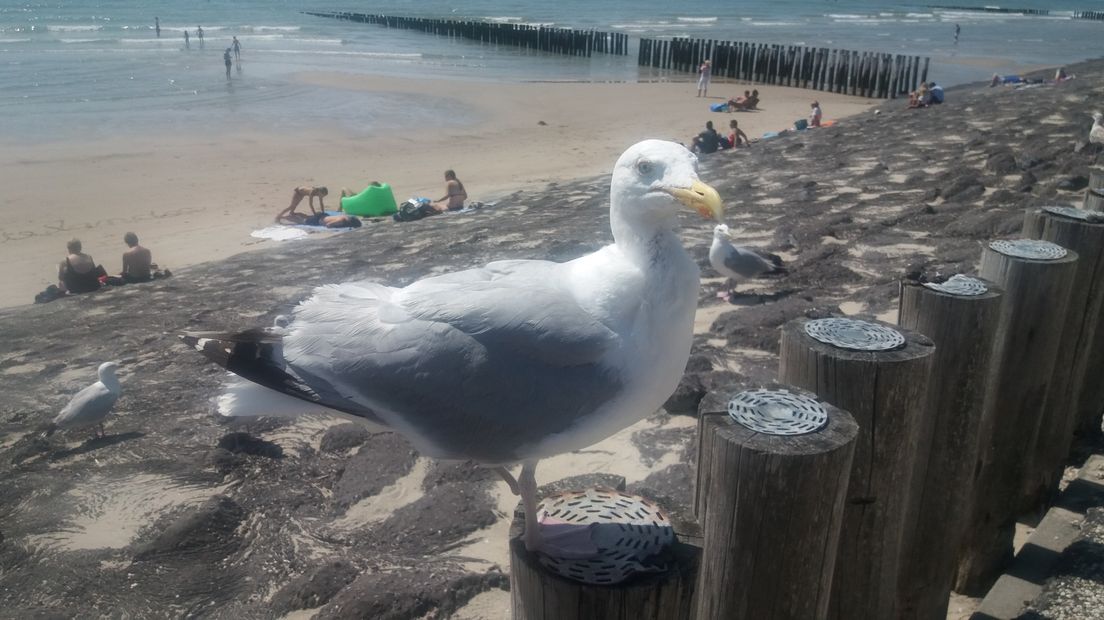 Een meeuw bij het strand van Zoutelande.