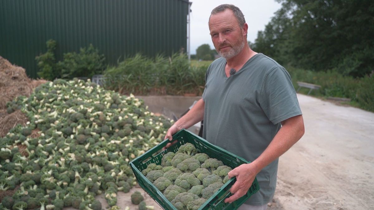 Friese boeren gooien broccoli op de mesthoop, ze krijgen het niet verkocht