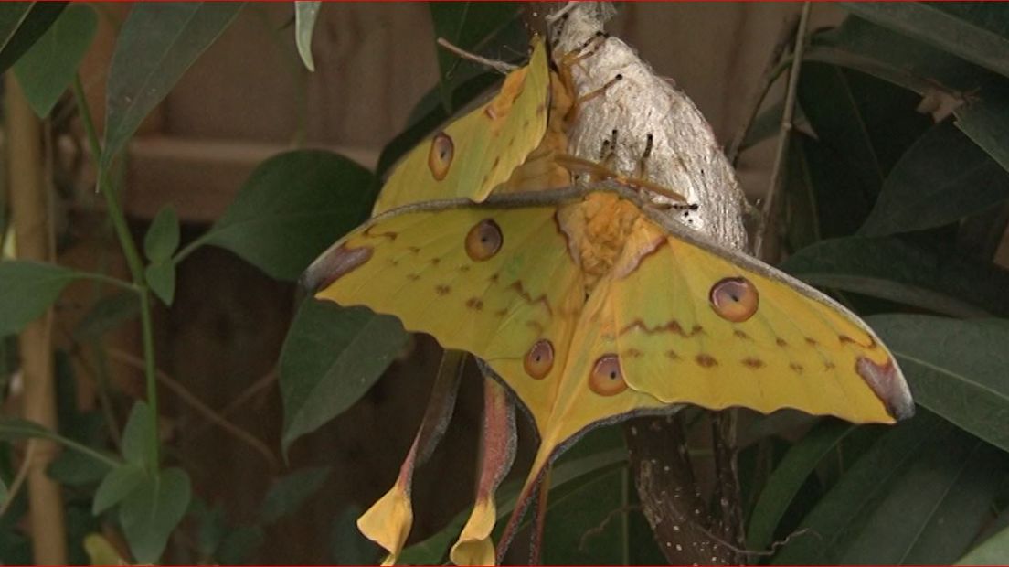 Het is misschien wel de laatste wilde nacht voor vlinders 'Romeo' en 'Julia' in vlindertuin De Kas in Zutphen. De twee komeetstaartvlinders hebben elkaar op het nippertje gevonden, want deze vlindersoort leeft slechts vier dagen. Inmiddels is het vrouwtje al zes dagen oud en het mannetje vijf dagen oud.