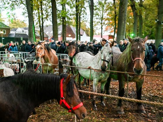 Extra bussen tijdens Zuidlaardermarkt: de hele nacht door minimaal een keer per uur