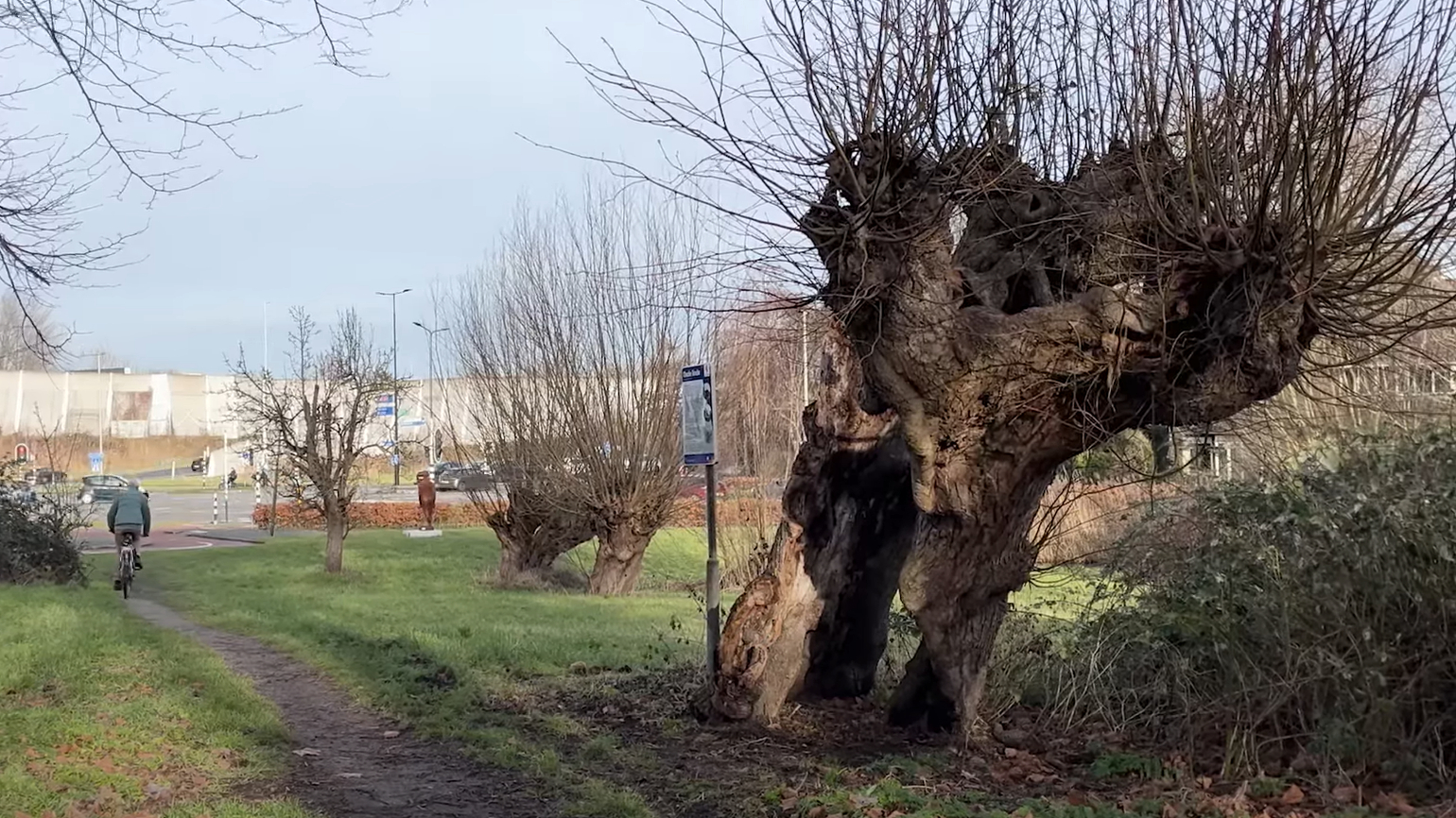 300 jaar oude boom in Vlaardingen