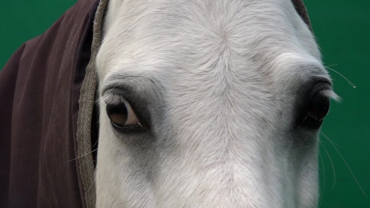 Menner Joris Wouda (18): '24 uur per dag hou ik rekening met de pony's'