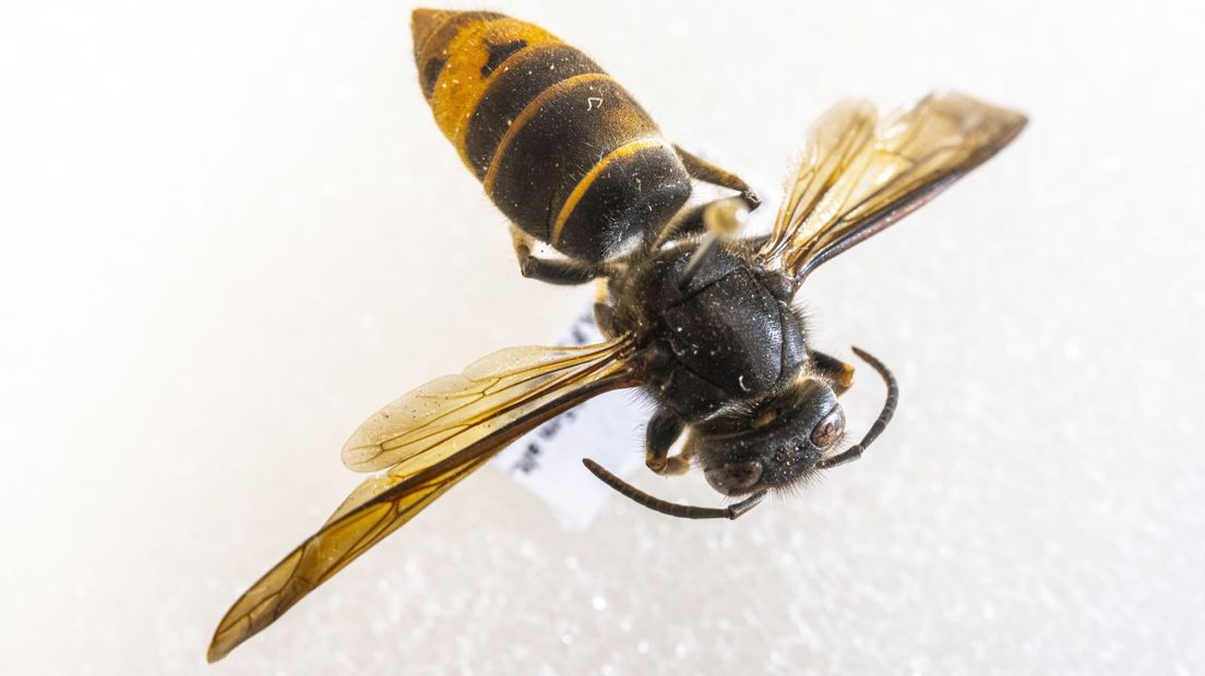 Een opgezette Aziatische hoornaar in museum Naturalis.