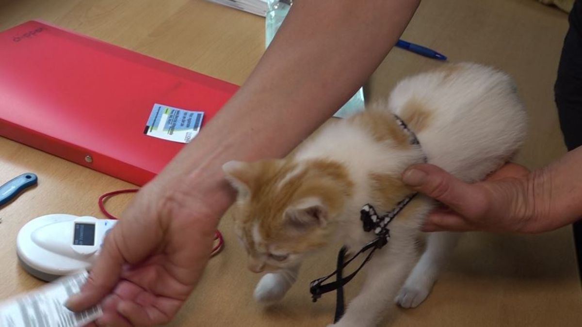 Vijftig katten gechipt voor een tientje, wachtrij nog veel groter: 'We