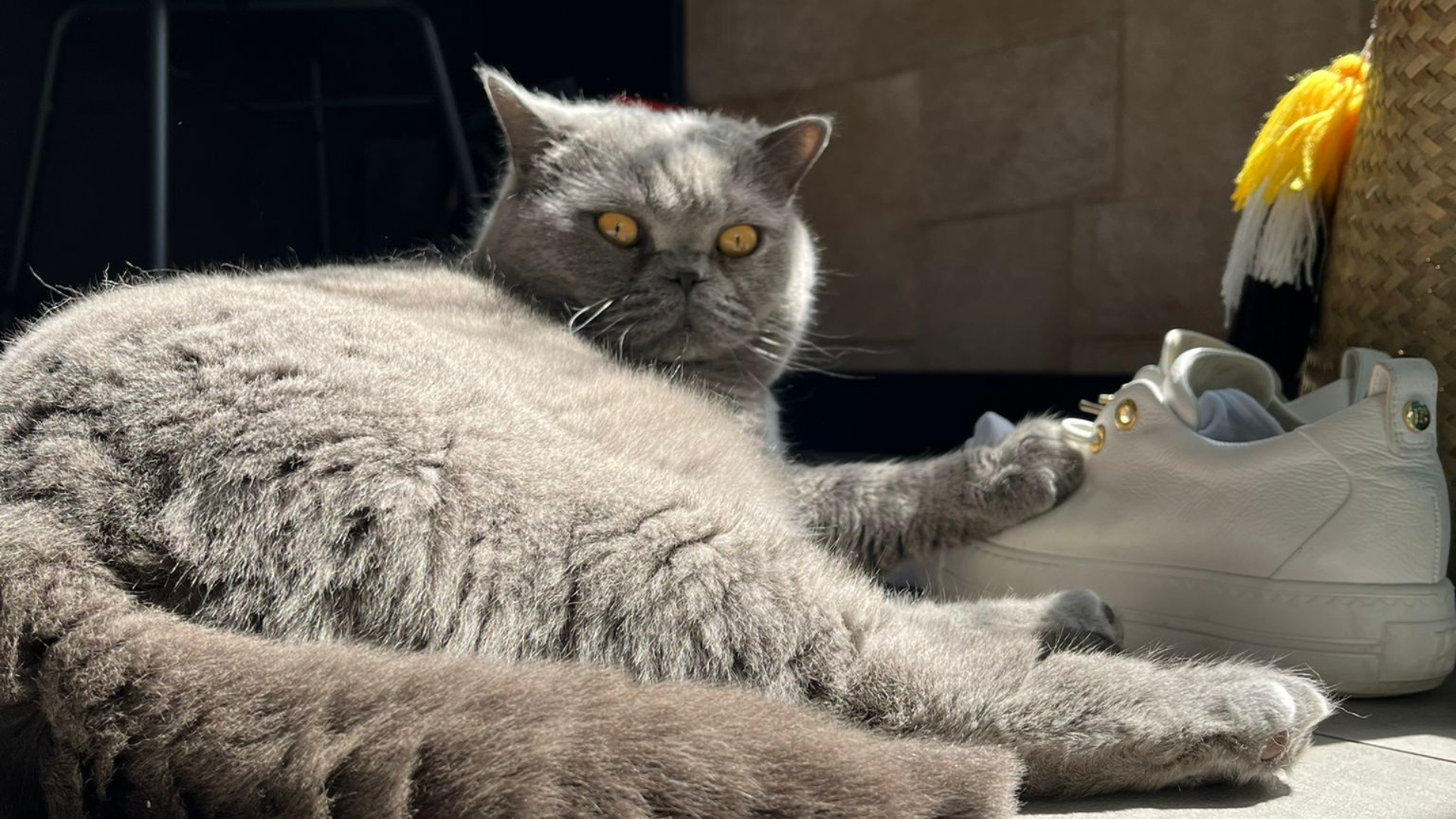 Chef uit Hendrik-Ido-Ambacht