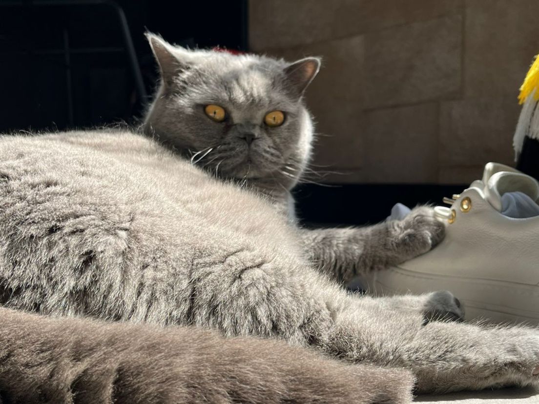 Chef uit Hendrik-Ido-Ambacht