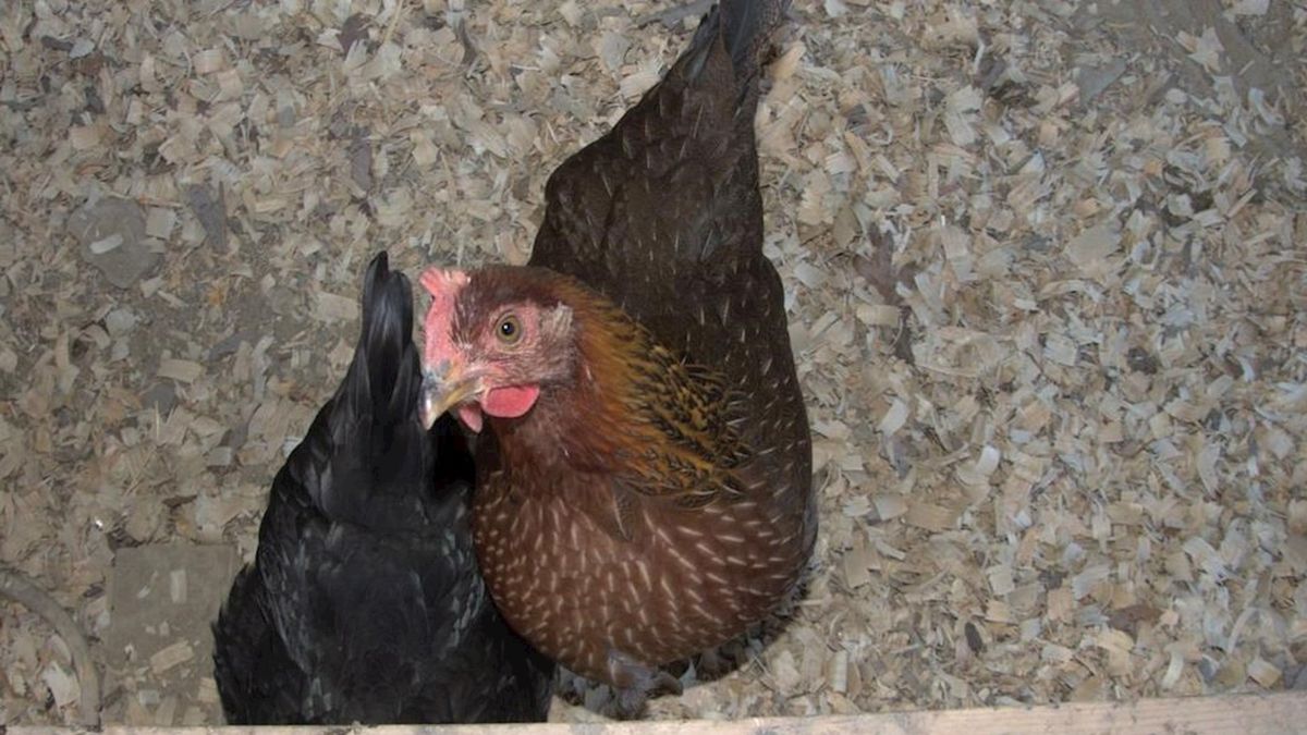 Kippententoonstelling in Welsum en vogelshow Haaksbergen afgelast door vogelgriep