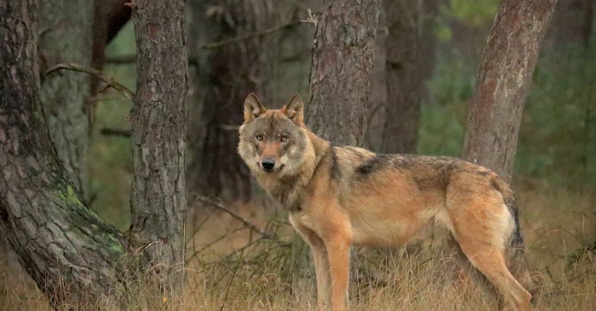 Hoeveel Wolven Op De Veluwe