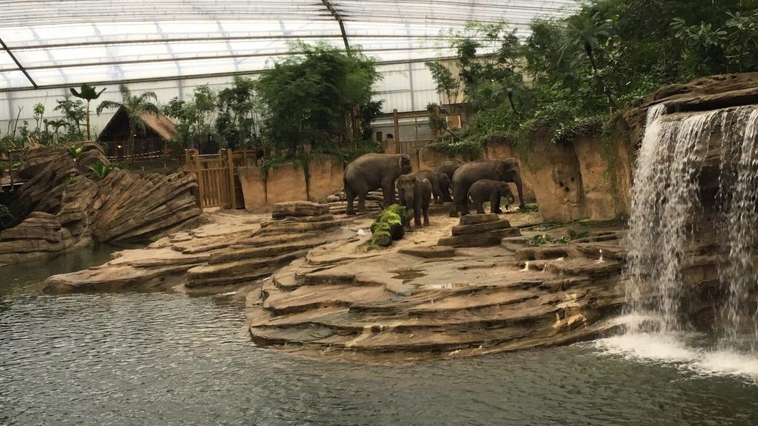 De olifanten in hun nieuwe verblijf (Rechten: Ineke Kemper / RTV Drenthe)