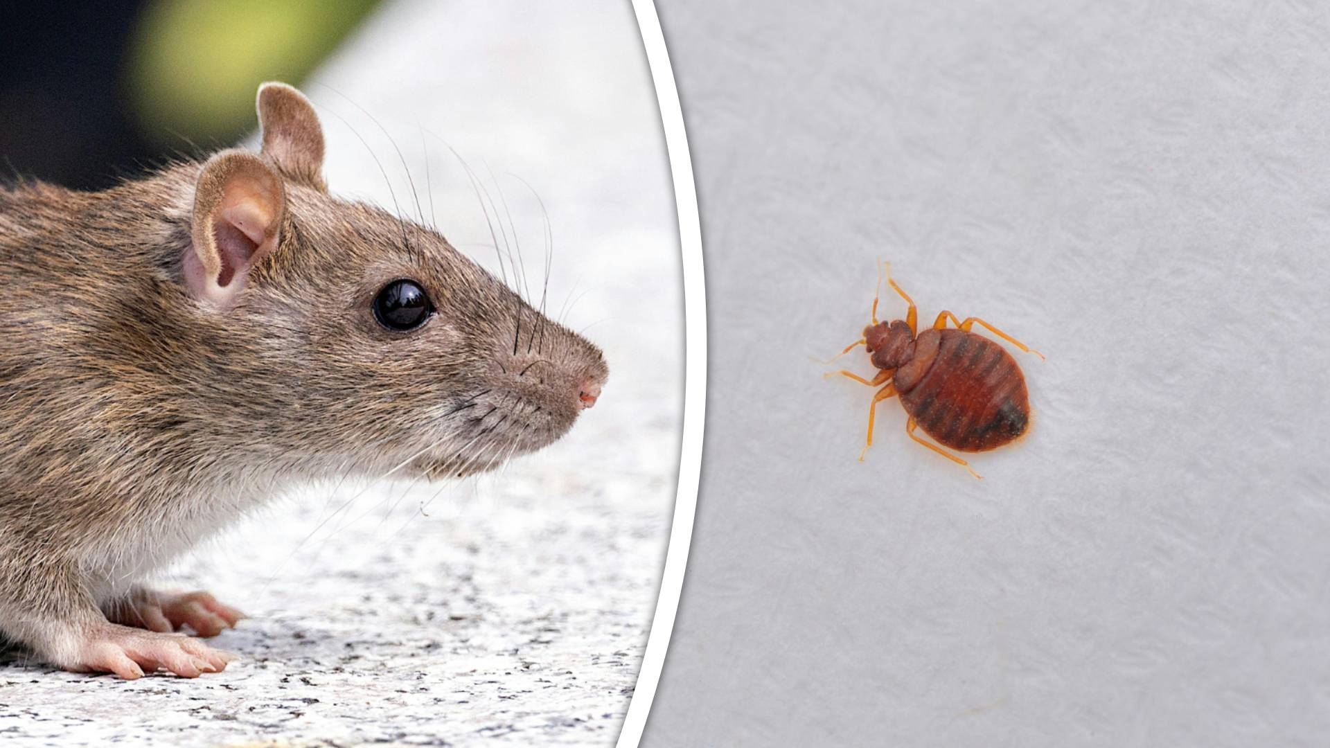 De rat en de bedwants teisteren Rotterdam.