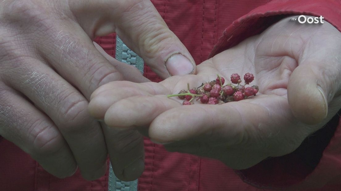 De peperboom van Martijn Albrecht levert per jaar tien potjes peper op.
