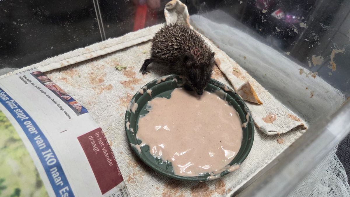 Alle hokken bij de dierenopvang zitten vol met uitgedroogde egels: 'Normaal pas zo druk in de winter