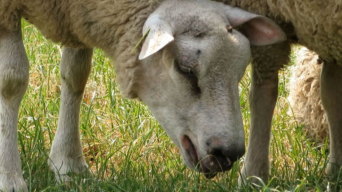Hittestress bij een schaap.