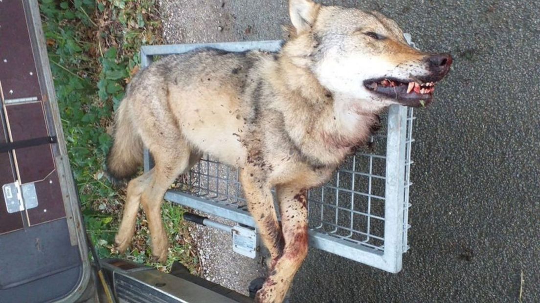 De doodgeschoten wolf in Stroe.