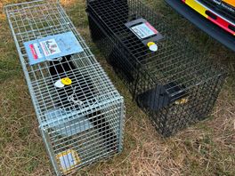 Kattenfamilie die voor oponthoud op spoor bij Meppel zorgde gevangen