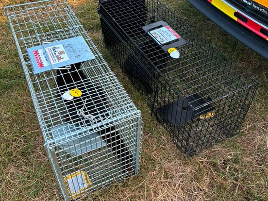 Kattenfamilie die voor oponthoud op spoor bij Meppel zorgde gevangen
