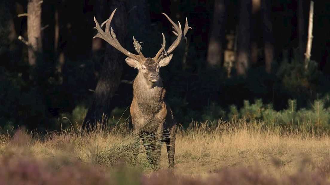 Het edelhert is in Overijssel zijn leven niet zeker