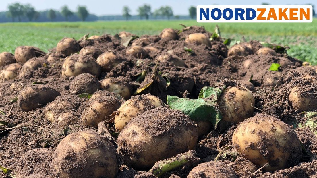 Aardappelen op het land