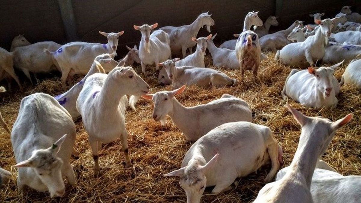 Geitenboer is wachten beu en stapt naar de rechter