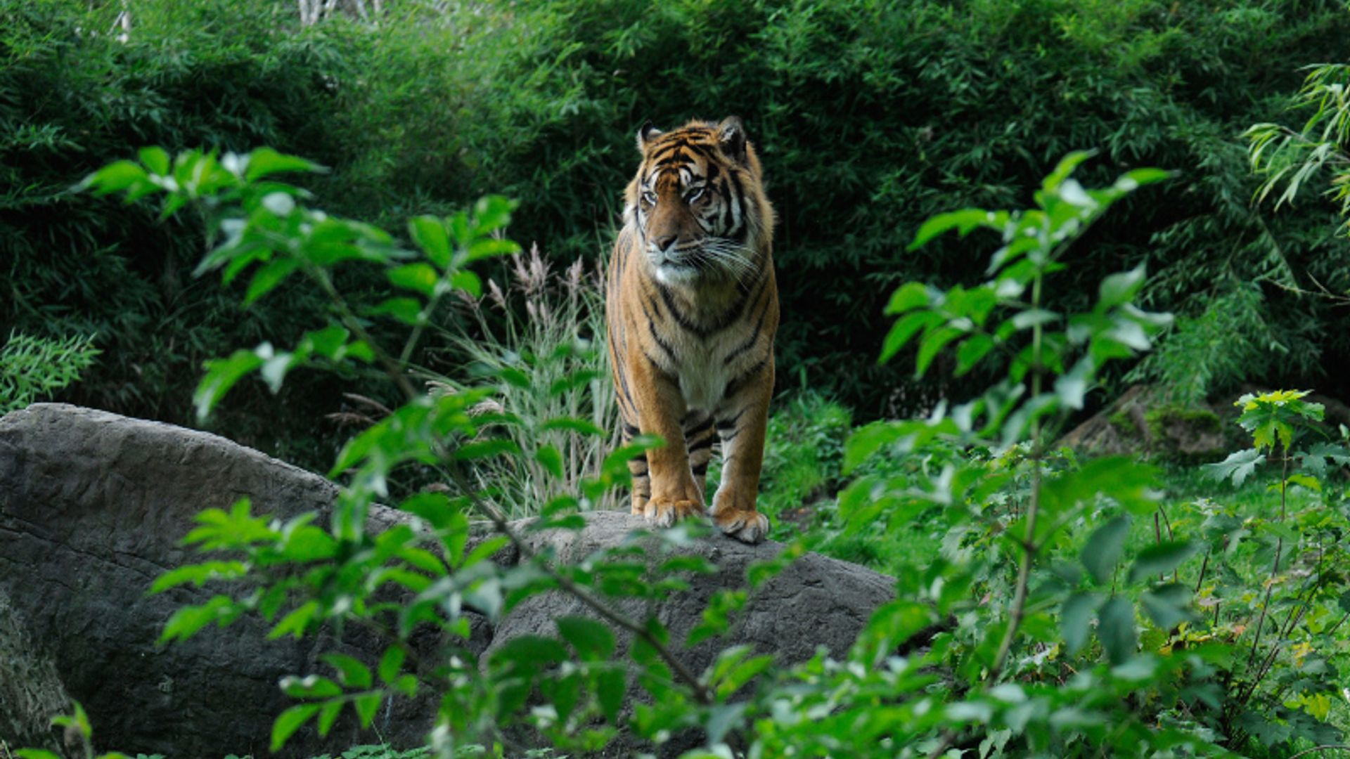 Hopen op een gelukkig jaar voor de tijger: 'Nog 4000 tijgers in het